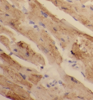 PAN2 Antibody