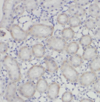 PANX1 Antibody