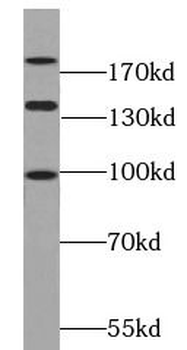 PARD3 Antibody
