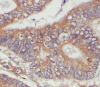 PARD3 Antibody
