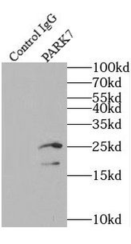 PARK7 Rabbit Polyclonal Antibody