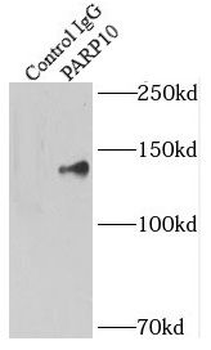 PARP10 Antibody