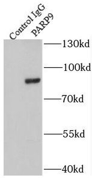PARP9 Antibody