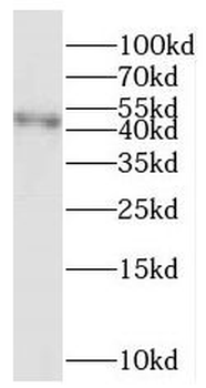 PARVA Antibody