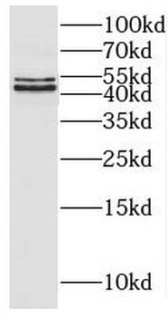 PARVB Antibody