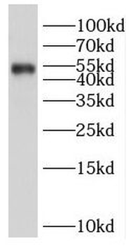 PBX1 Antibody