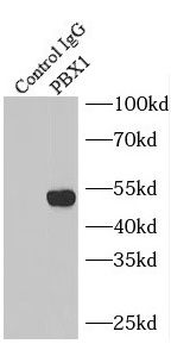 PBX1 Antibody