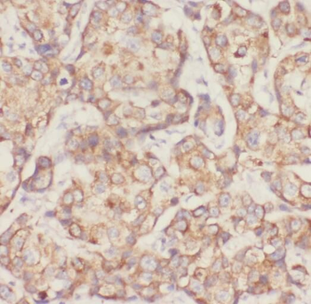 CDH3 Antibody