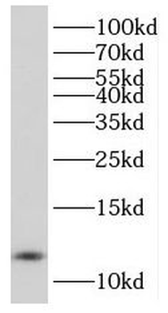 PCBD1 Antibody