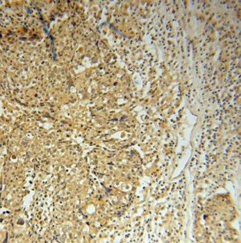 PCBD1 Antibody