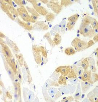 PCBP2 Antibody