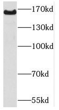 PCDH9 Antibody