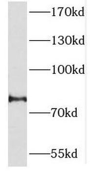 PCDHA2 Antibody