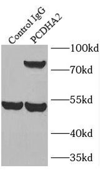 PCDHA2 Antibody