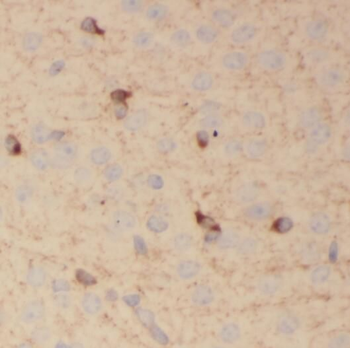 PCDHA3 Antibody