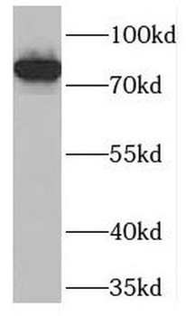 PCIF1 Antibody