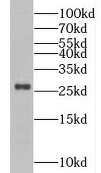 PCMT1 Antibody