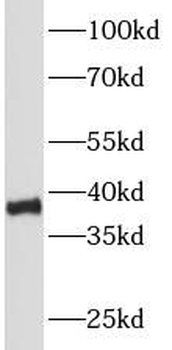 PCNA Antibody