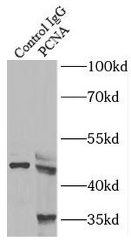 PCNA Antibody