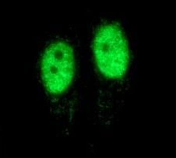 PCNA Antibody