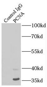 PCNA Antibody