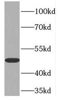 PCOLCE Rabbit Polyclonal Antibody
