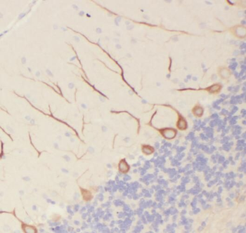 PCP4 Antibody
