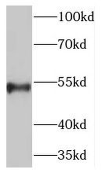 PCSK4 Antibody