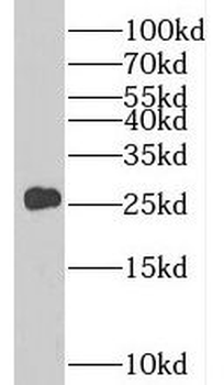 PCTP Antibody