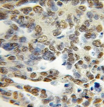 PCTP Antibody