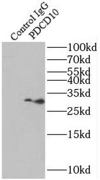 PDCD10 Antibody