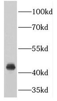 PDCD2 Antibody