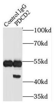 PDCD2 Antibody