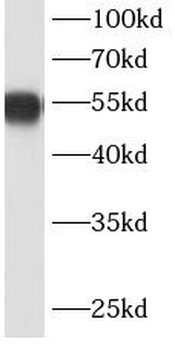PDCD4 Mouse Monoclonal Antibody