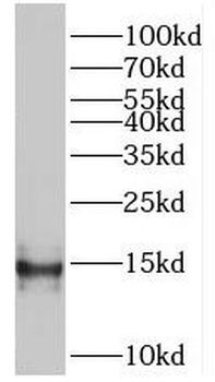 PDCD5 Antibody