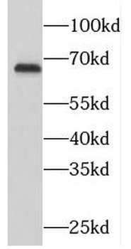 PDE12 Antibody