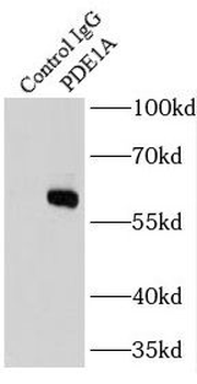 PDE1A Antibody