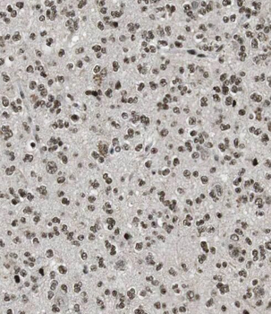 PDE1A Antibody
