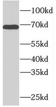 PDE1C Antibody