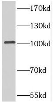 PDE2A Antibody