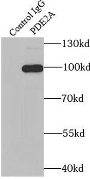 PDE2A Antibody