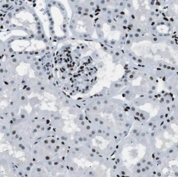PDE2A Antibody