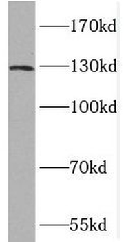 PDE4A Antibody