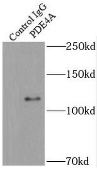 PDE4A Antibody