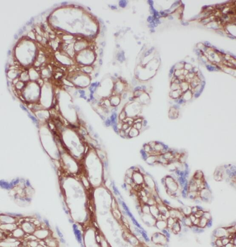 PDE4A Antibody