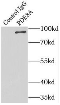 PDE8A Antibody