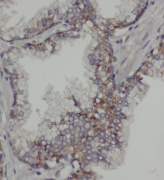 PDE9A Antibody