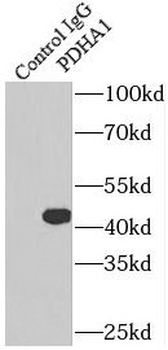 PDHA1 Antibody