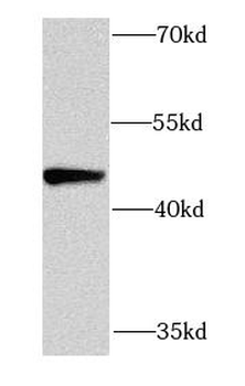 PDK3 Antibody