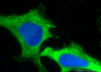 CD274 Mouse Monoclonal Antibody